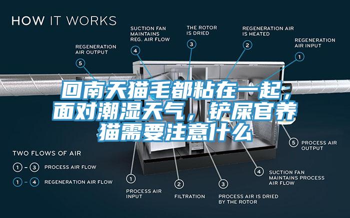 回南天貓毛都粘在一起，面對潮濕天氣，鏟屎官養(yǎng)貓需要注意什么